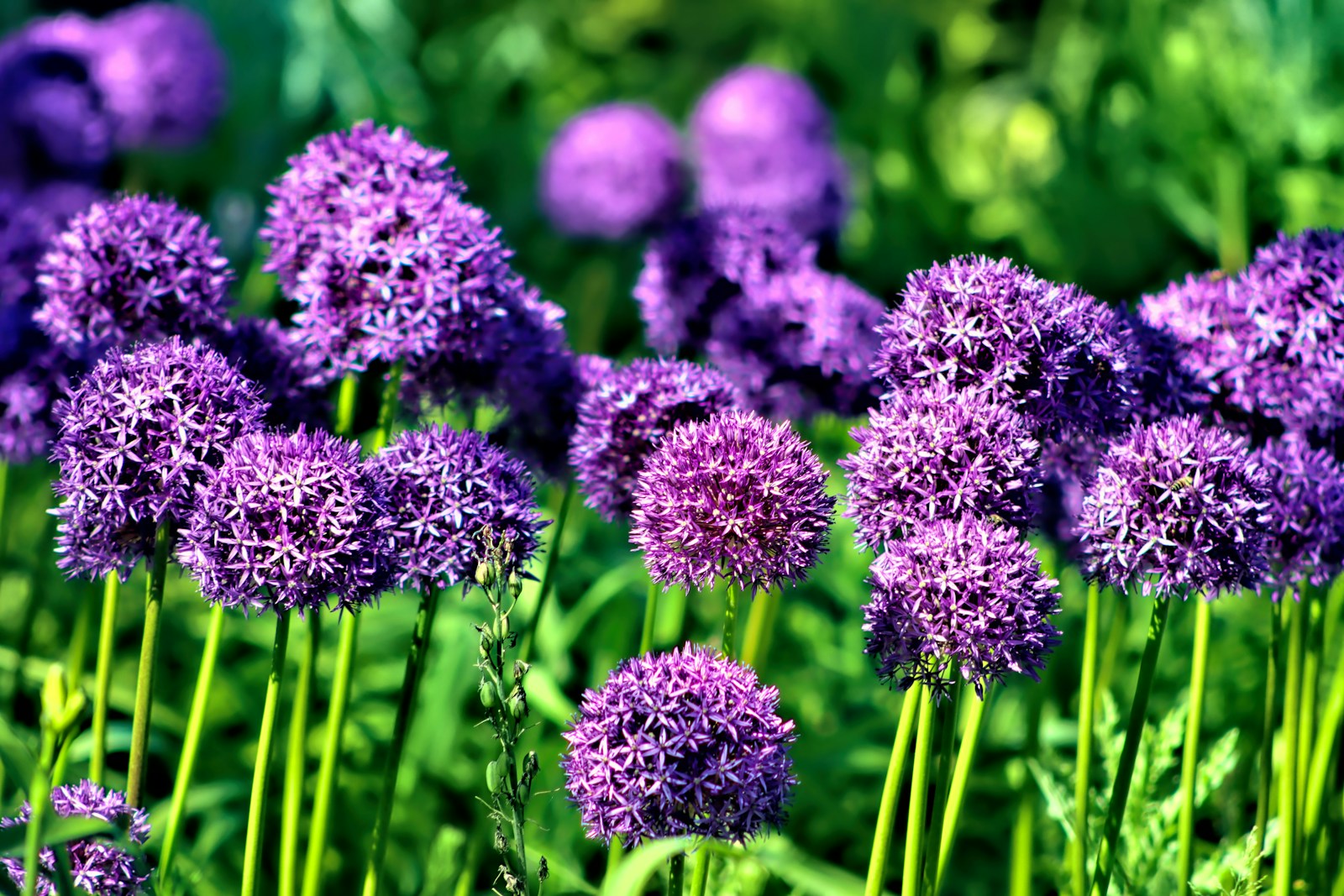 purple flowers in tilt shift lens